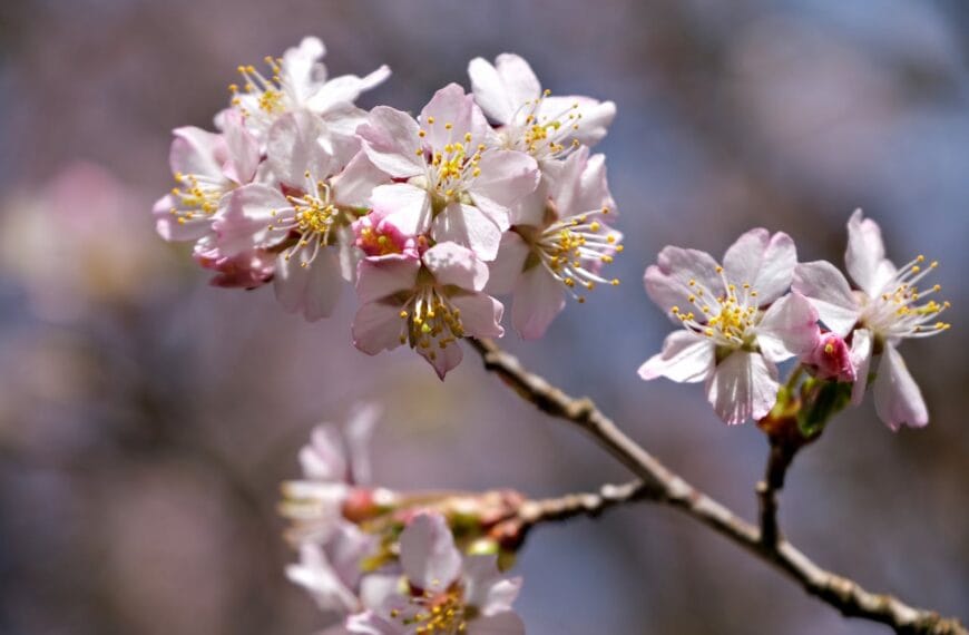 Cemre Düşmesi 2026: Baharın Habercisi Cemreler Ne Zaman Düşecek, Ne Anlama Geliyor?