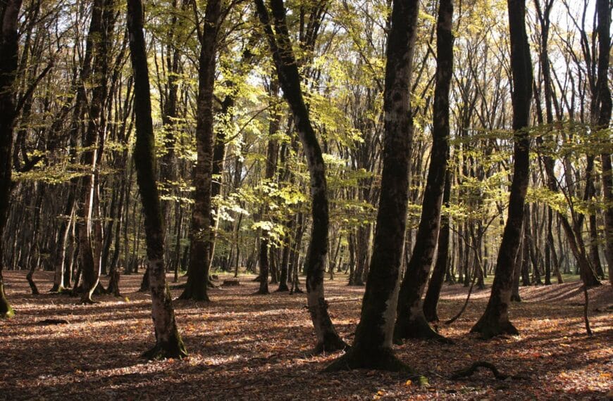 Bayram Tatilinde İstanbul’da Doğaya Kaçış: Şehrin İçindeki En Huzurlu Rotalar