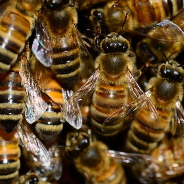 Arıların Ürettiği Propolis, Kanser Tedavisinde Kullanılabilir mi?
