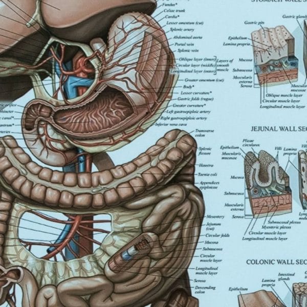 Vücudumuzun İletişim Ağı: Endokrin ve Ekzokrin Bezlerin Rolü