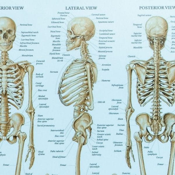 Kemik İskeleleri, Vücudun Yeniden Kemik Üretebilmesini Sağlıyor!