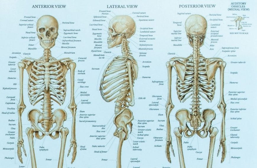 Ankilozan Spondilit Nedir? Belirtileri, Nedenleri ve Tedavi Yöntemleri