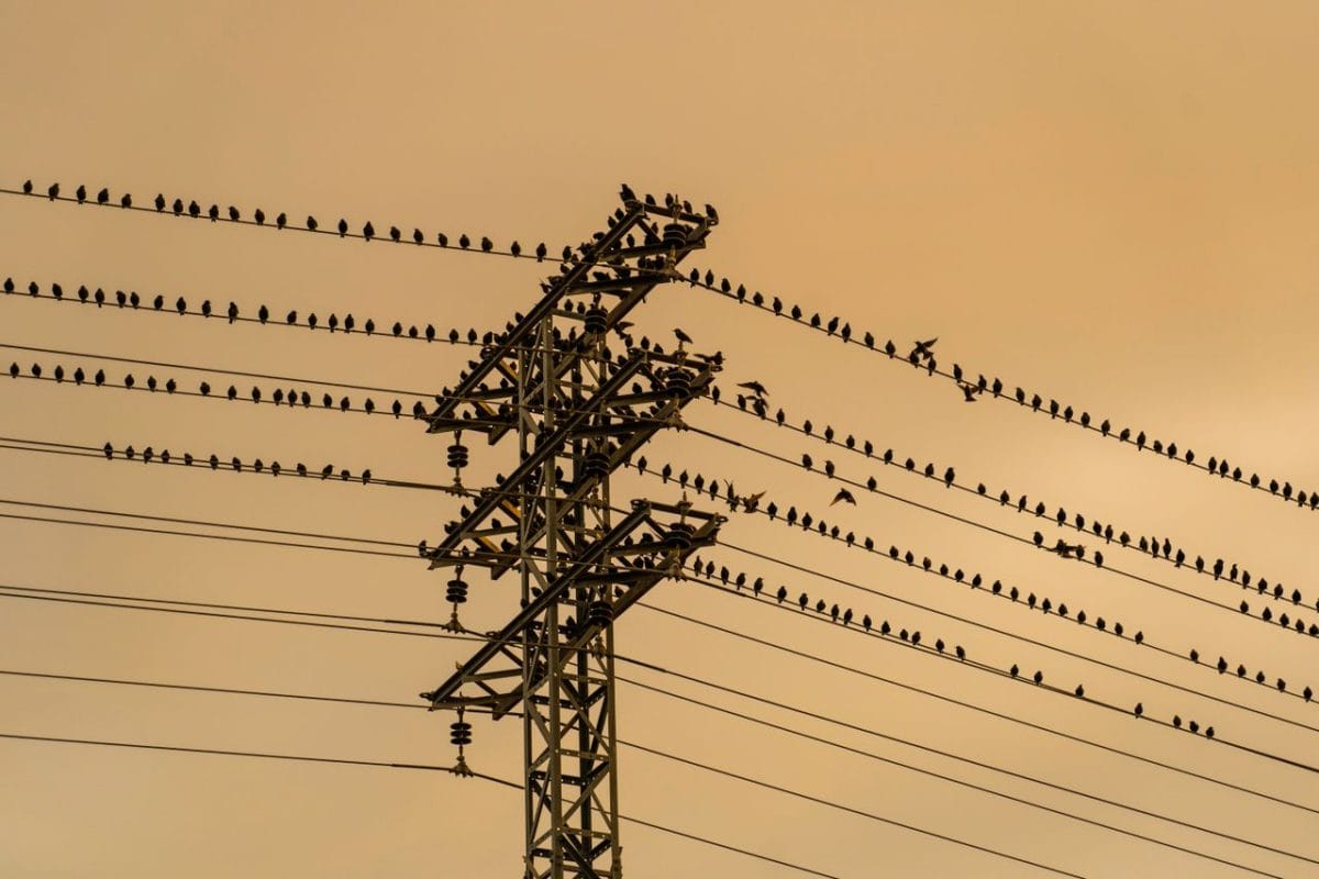 Elektrik Tellerine Konan Kuşları Neden Elektrik Çarpmaz?