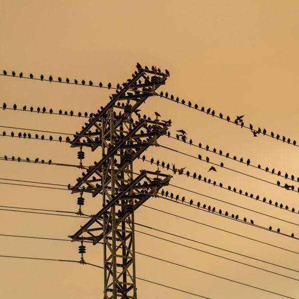 Elektrik Tellerine Konan Kuşları Neden Elektrik Çarpmaz?